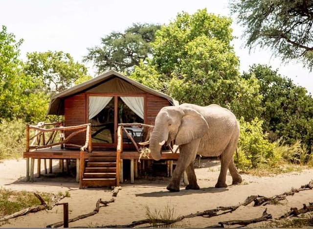 Savuti Camp gallery