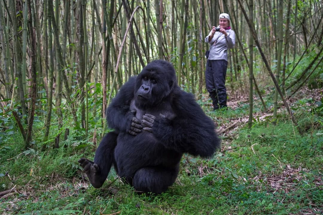 Gorilla & Primate Trekking