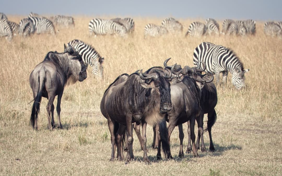 Great Migration & East Africa