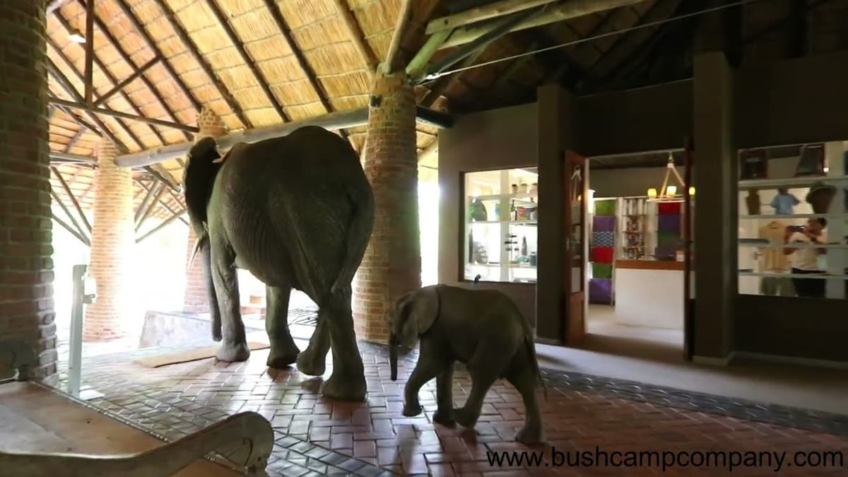 Mfuwe Lodge
