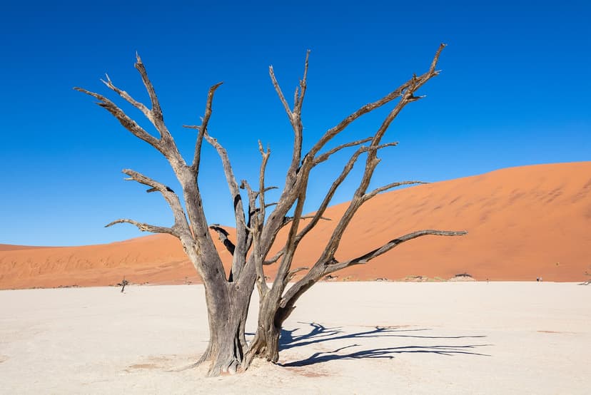 Deadvlei dead trees on the white pan at Sossusvlei