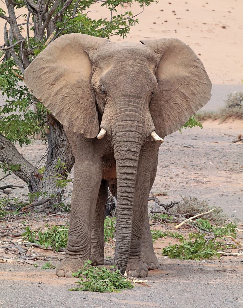Elephant at an Etosha waterhole on a Namibia safari