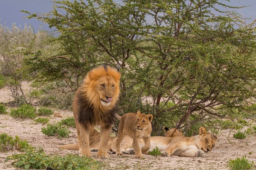 Lion pride resting in Etosha National Park, Namibia