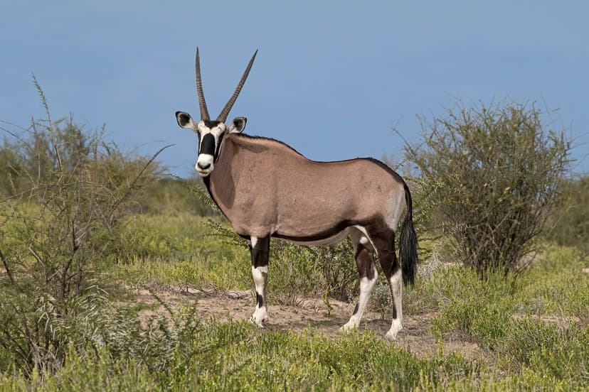 Oryx on the gravel plains of the Namib Desert