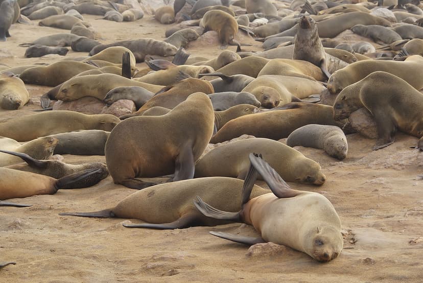 Cape fur seal colony on the Skeleton Coast, Namibia
