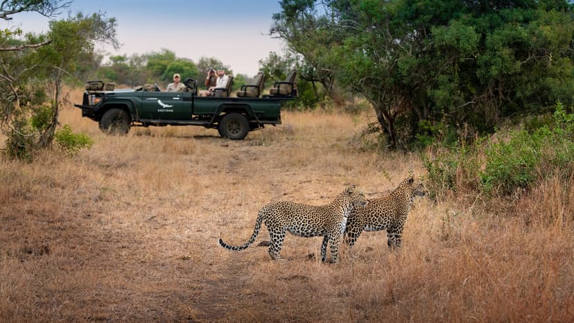 Phinda Private Game Reserve Luxury Safari
