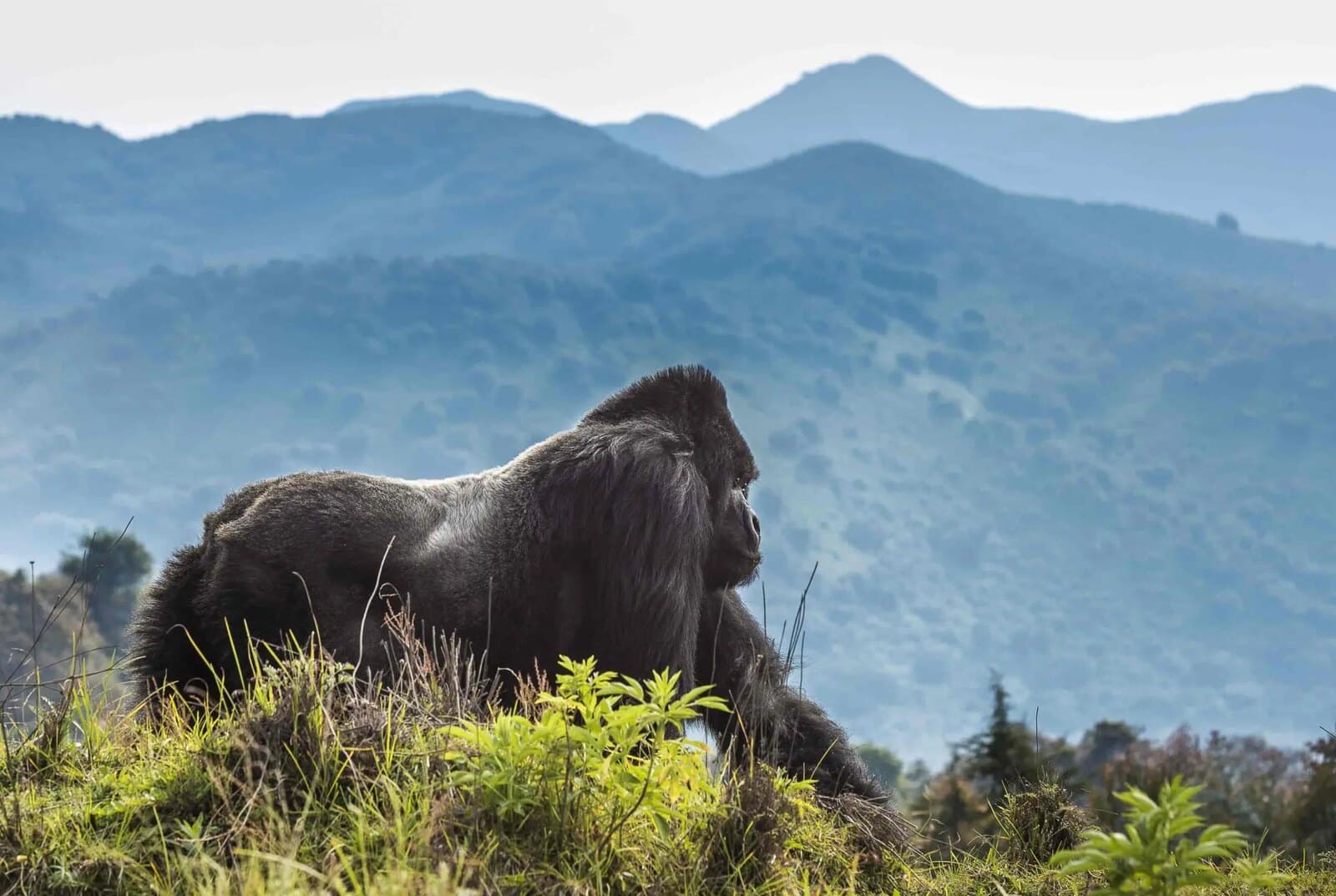 Volcanoes & Culture — Volcanoes National Park, Kigali