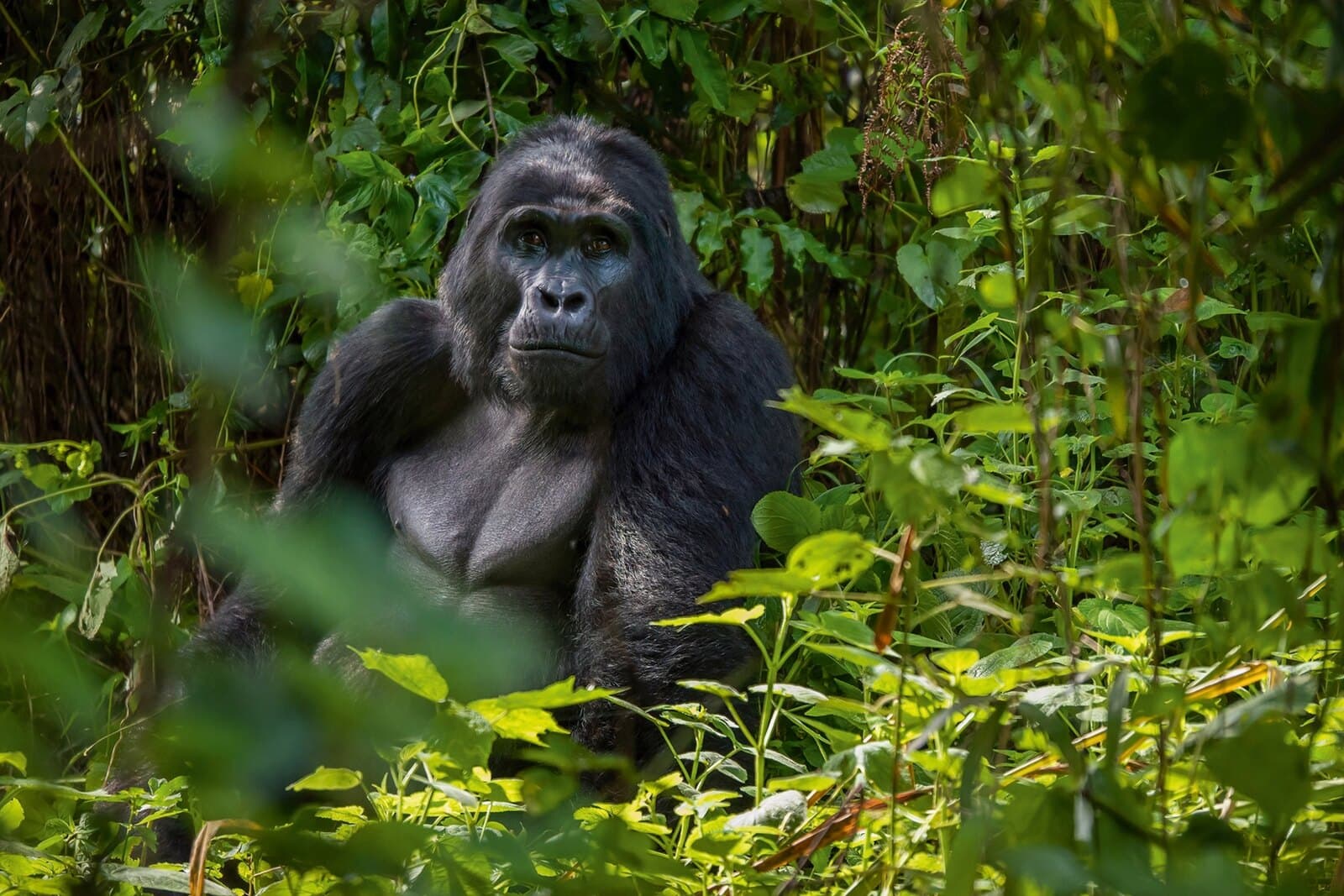 Bwindi & Queen Elizabeth — Bwindi Impenetrable Forest, Queen Elizabeth National Park