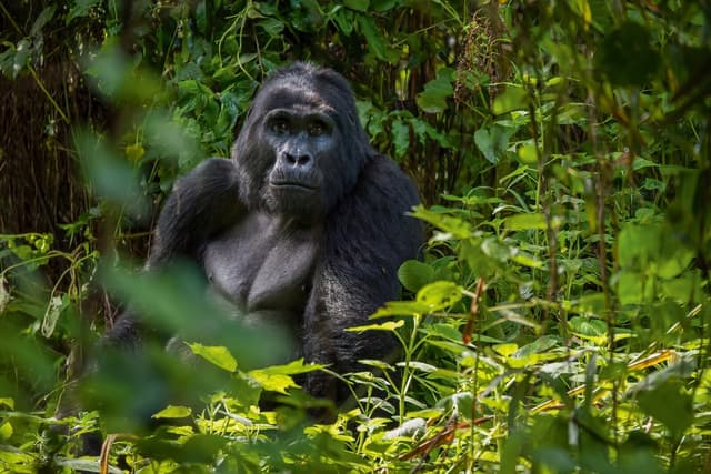 Sanctuary Gorilla Forest Camp gallery