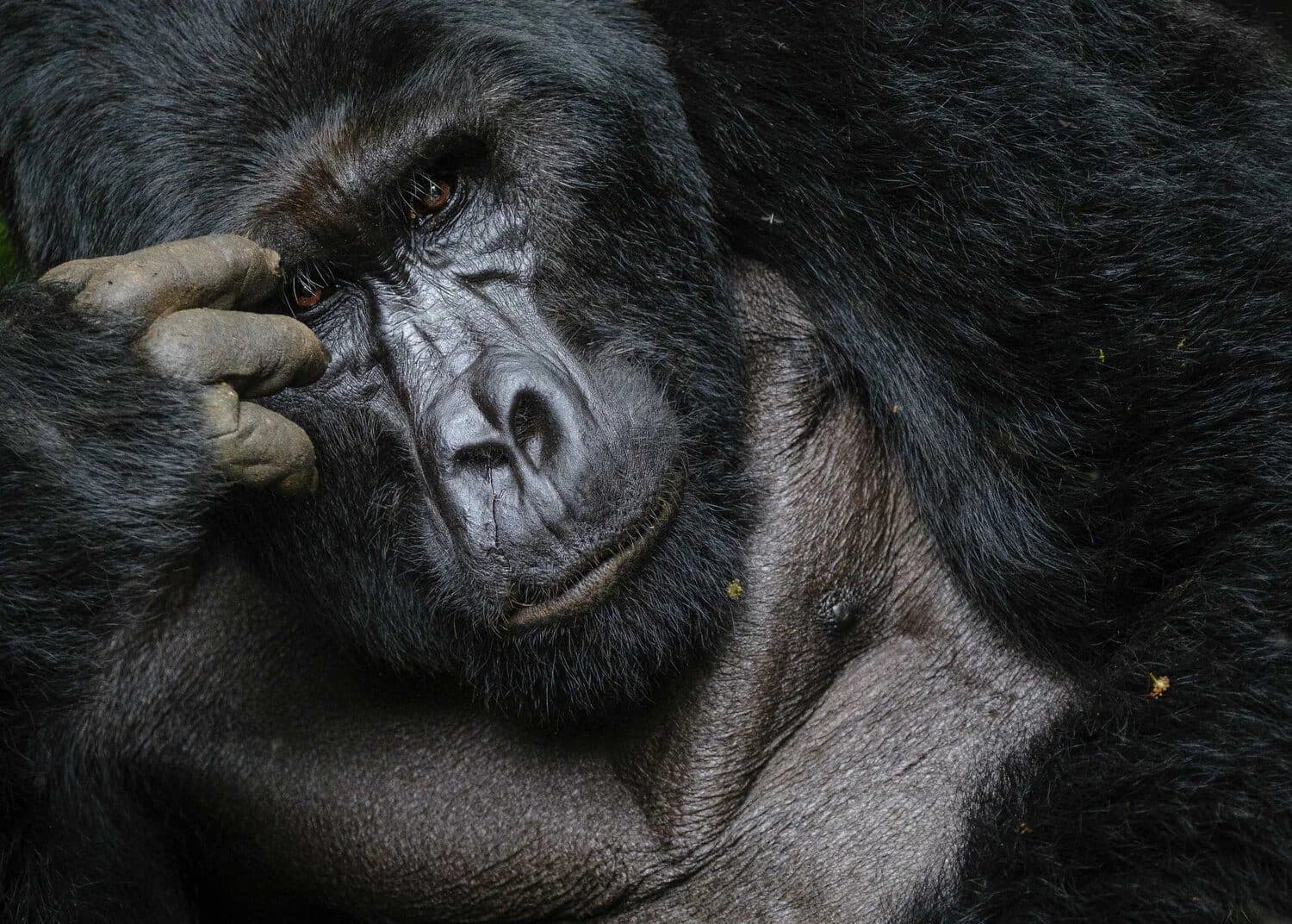 Ultimate Gorilla & Wildlife — Bwindi Impenetrable Forest, Queen Elizabeth National Park, Kibale Forest