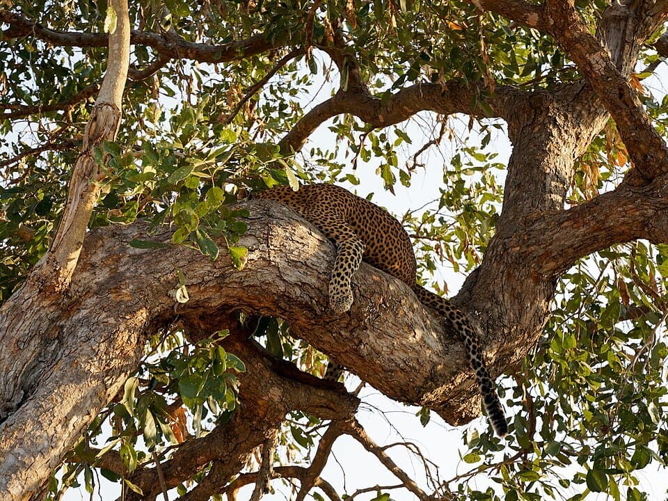 South Luangwa Explorer — South Luangwa National Park