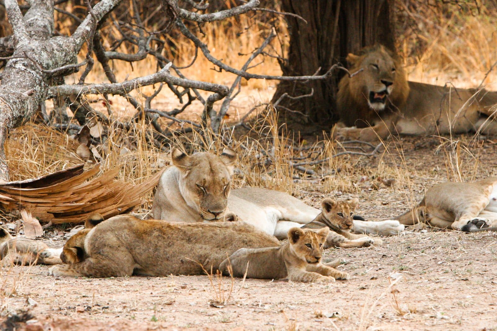 Lion pride, South Luangwa