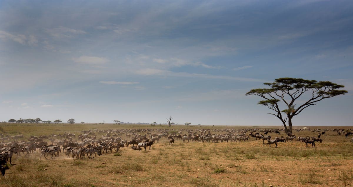 Tanzania Grand Safari — Serengeti National Park, Ngorongoro Crater