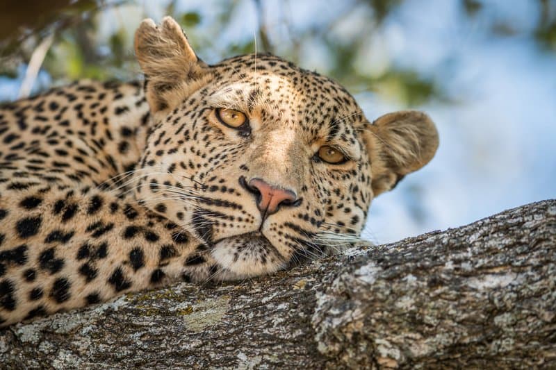 Sabi Sands Explorer — Sabi Sand Game Reserve