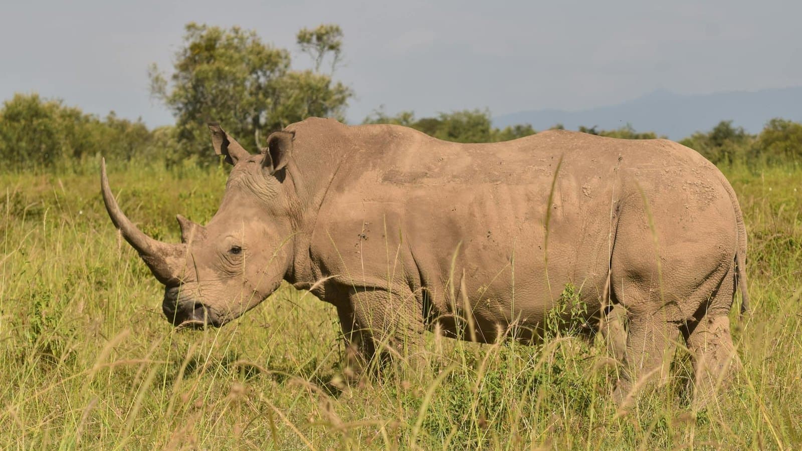 Kruger Discovery — Greater Kruger National Park