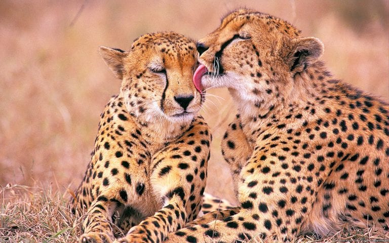 Full day Kruger National Park Big Five safari with open vehicle game drive and experienced ranger