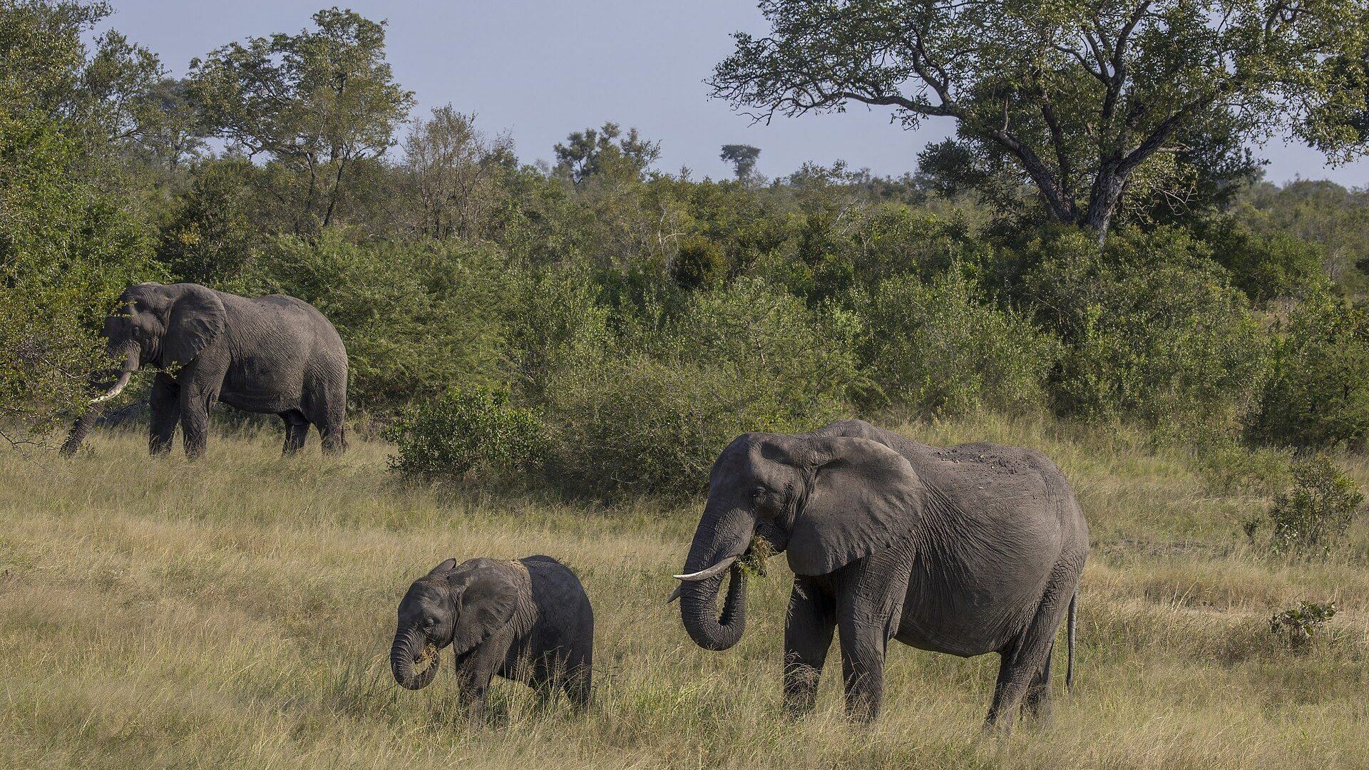 The 2026 Private Safari Collection