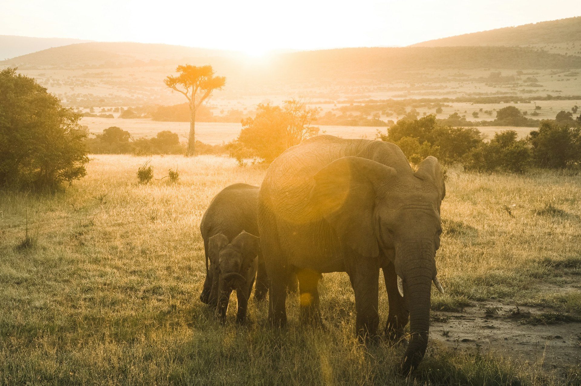A herd of elephants moving through golden savanna at sunset in Kruger National Park — the ultimate African Big Five safari