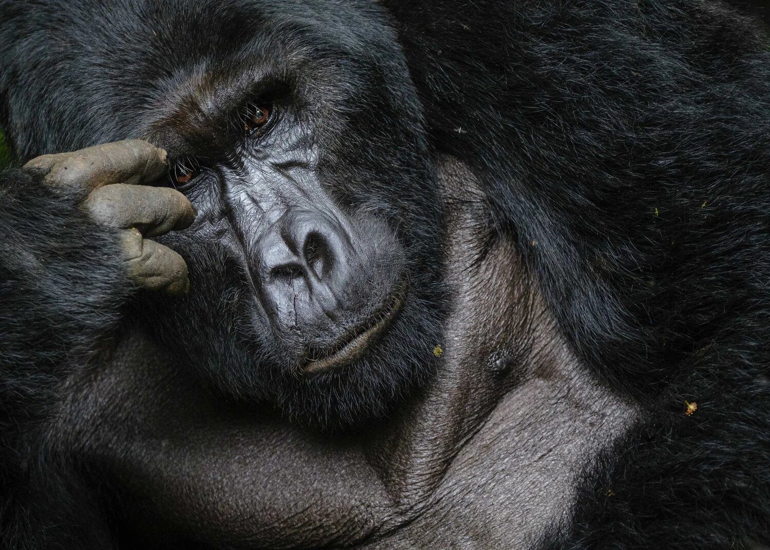 Mountain gorilla in Bwindi, Uganda