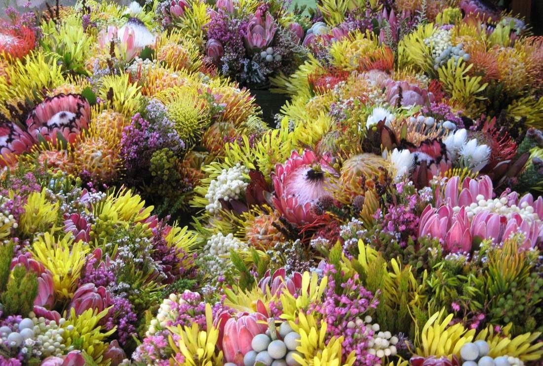 Cape Floral Kingdom in Cape Town & Western Cape
