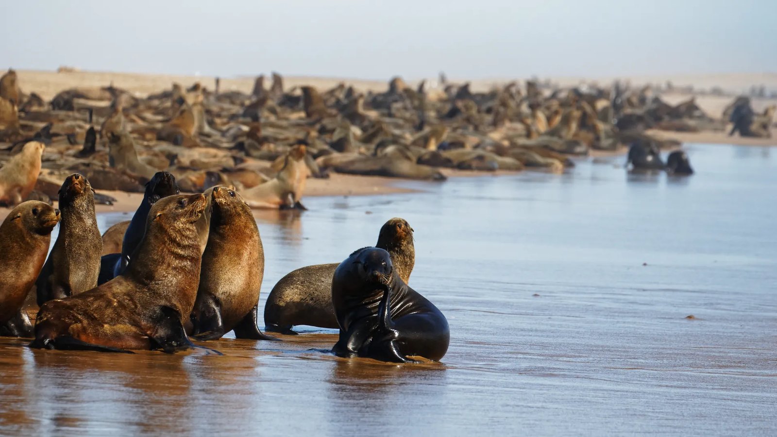 Cape Fur Seal in Cape Town & Western Cape