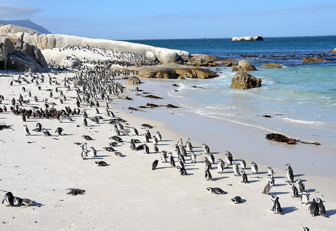 Boulders Penguins & Cape of Good Hope Half-Day Shared Tour — Cape Town
