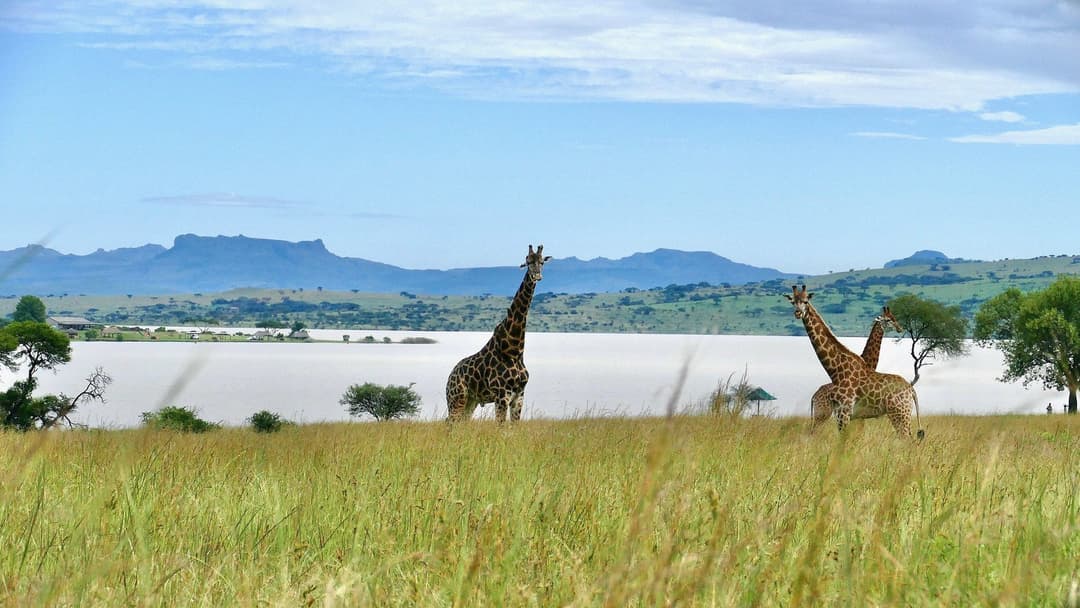 Cape Town Full Day Family Fun With Kids Private Tour — Cape Town