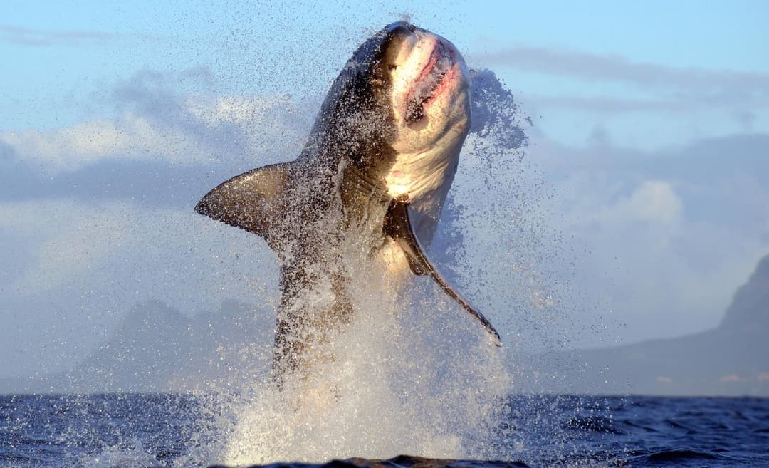 Shark Cage Diving Private Boat Tour to Gansbaai — Cape Town