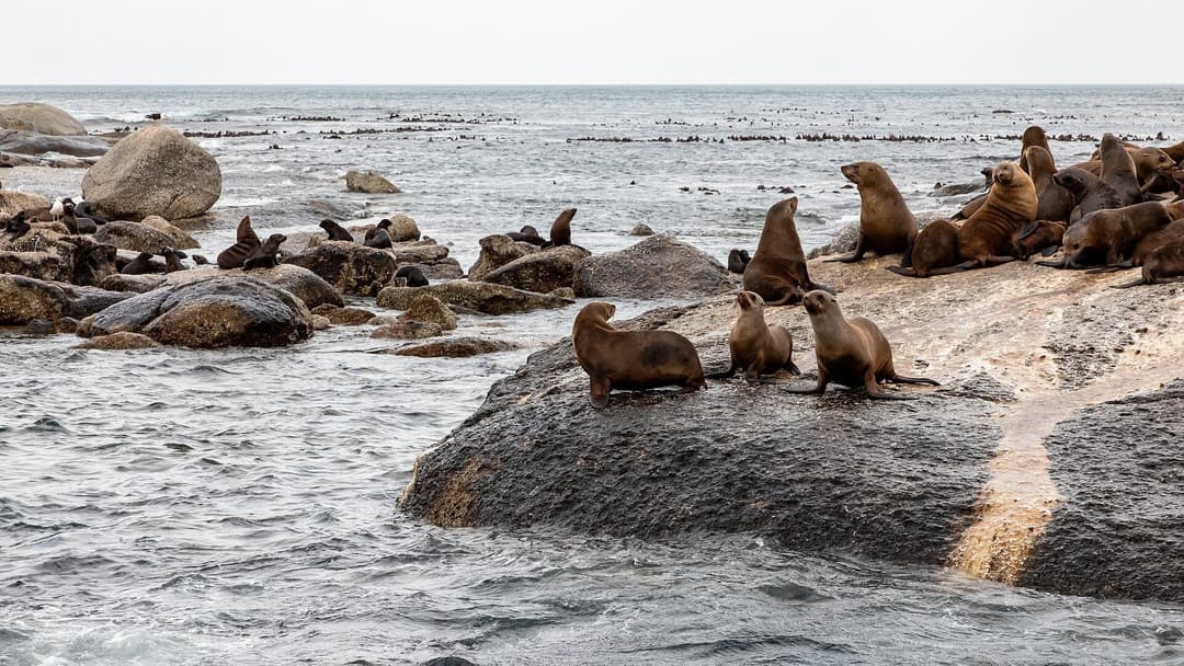 Snorkeling with Seals & Cape Peninsula Full-Day Private Tour — Cape Town