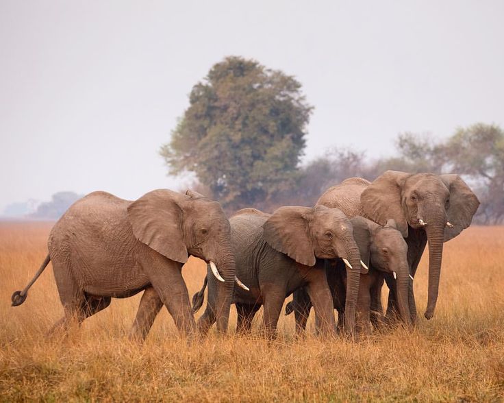 Elephants on the Busanga Plains, Kafue