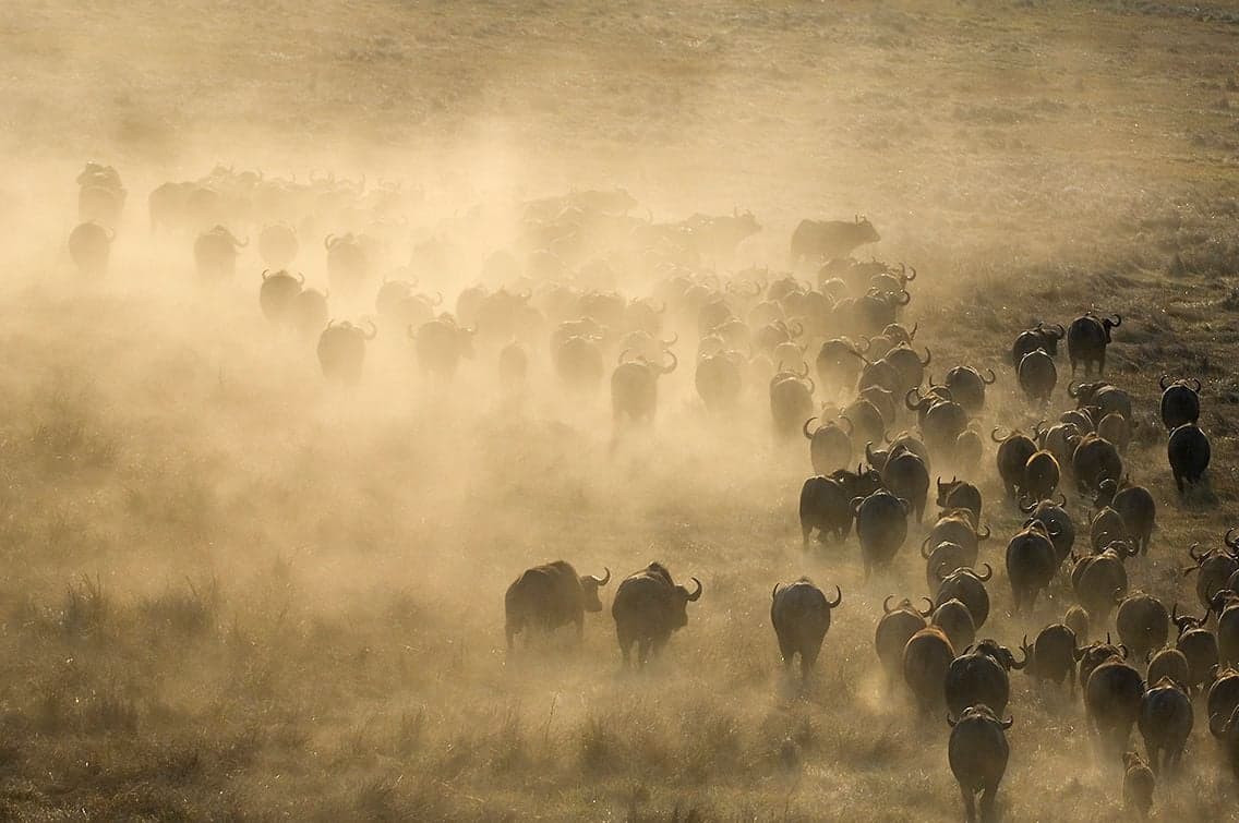 Buffalo in the Kafue wilderness