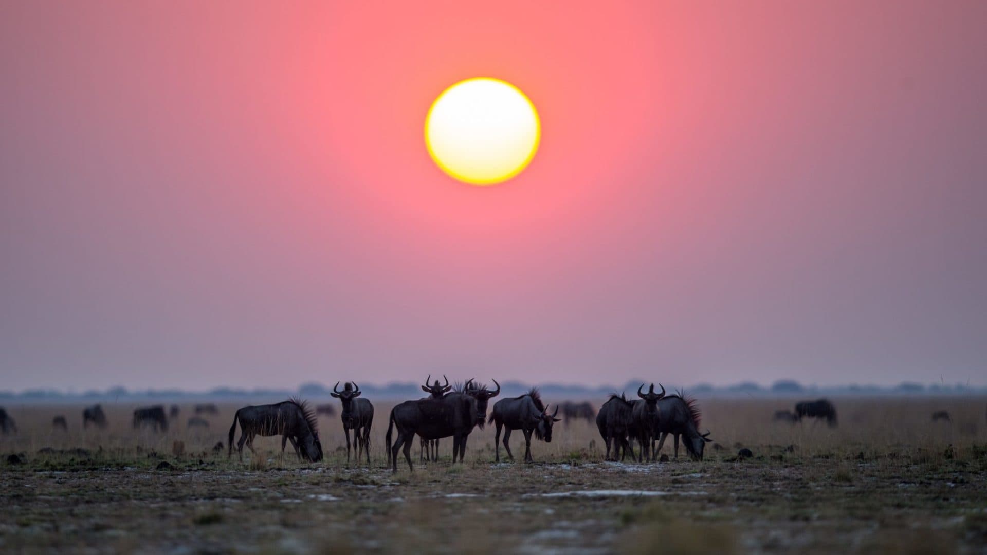 Wildebeest migration silhouettes at sunset, Liuwa Plain