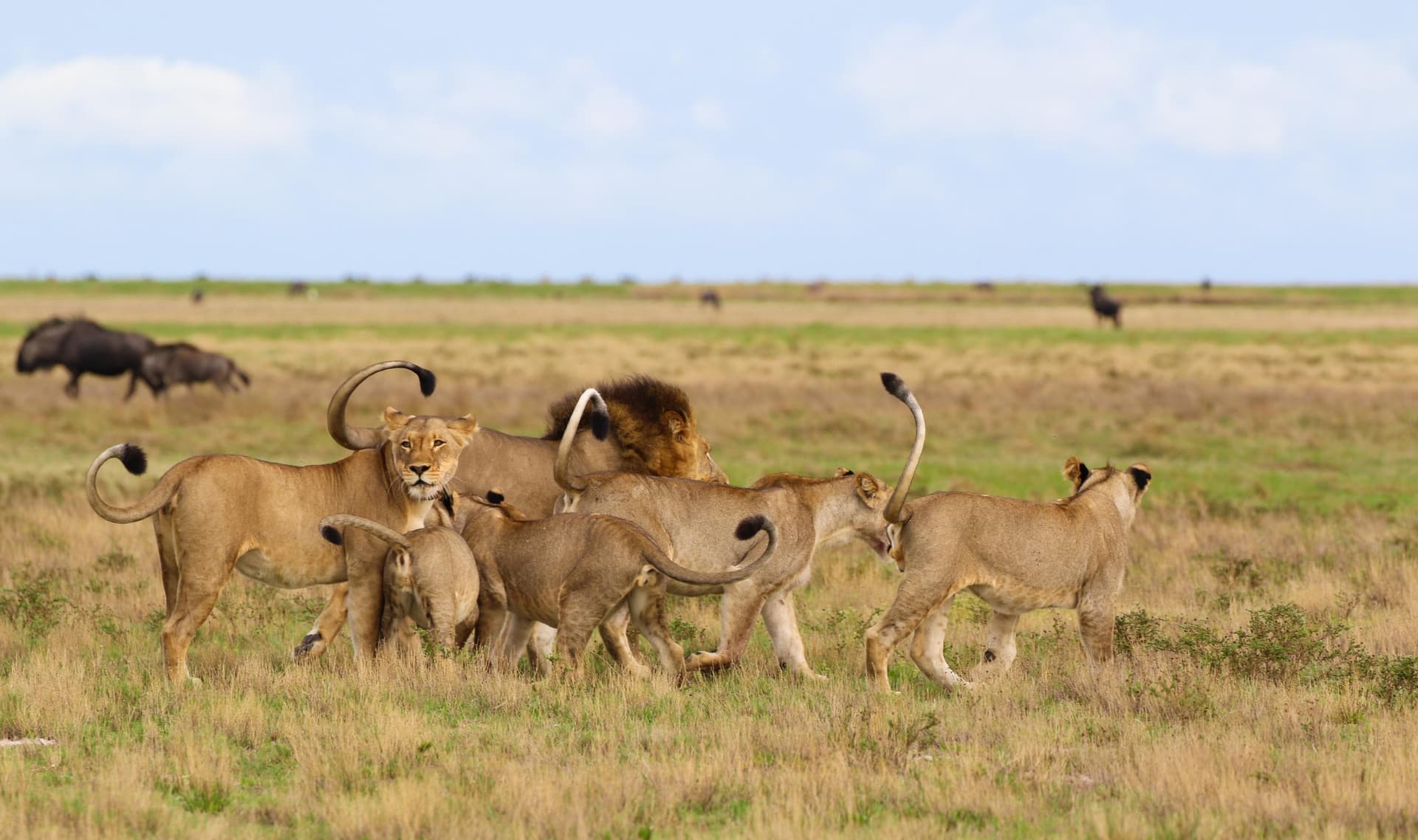 Lion pride on the plains, Liuwa Plain