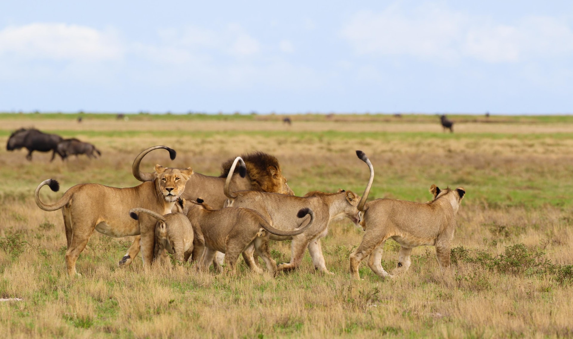 Lion pride on Liuwa Plain
