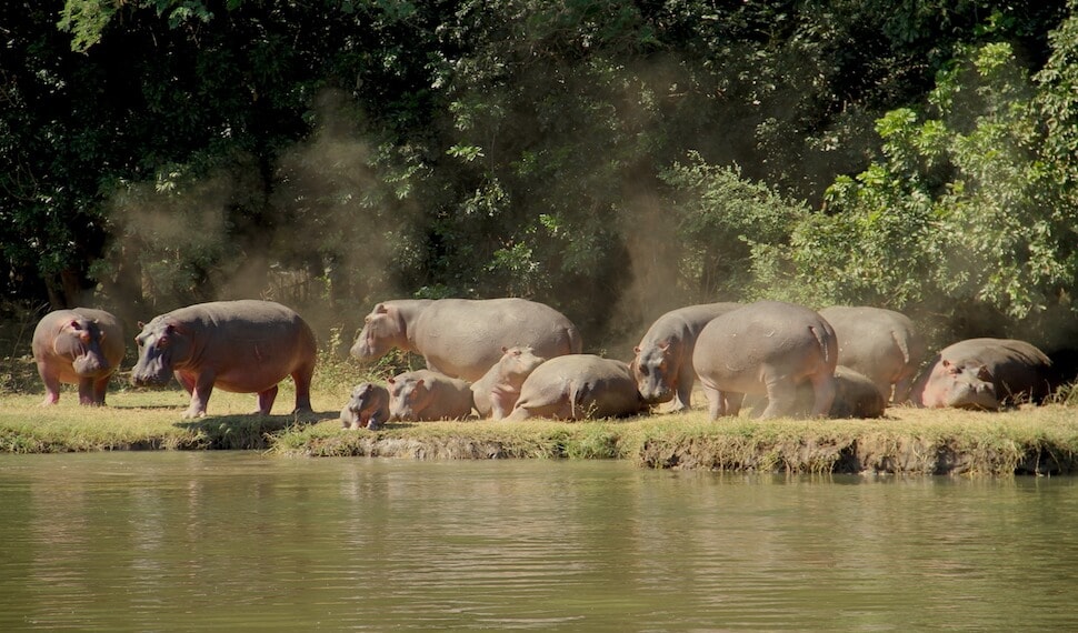 Hippos in the Zambezi River