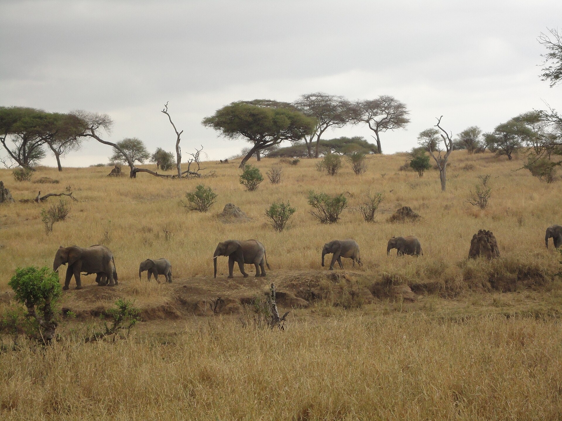 Elephant in Akagera