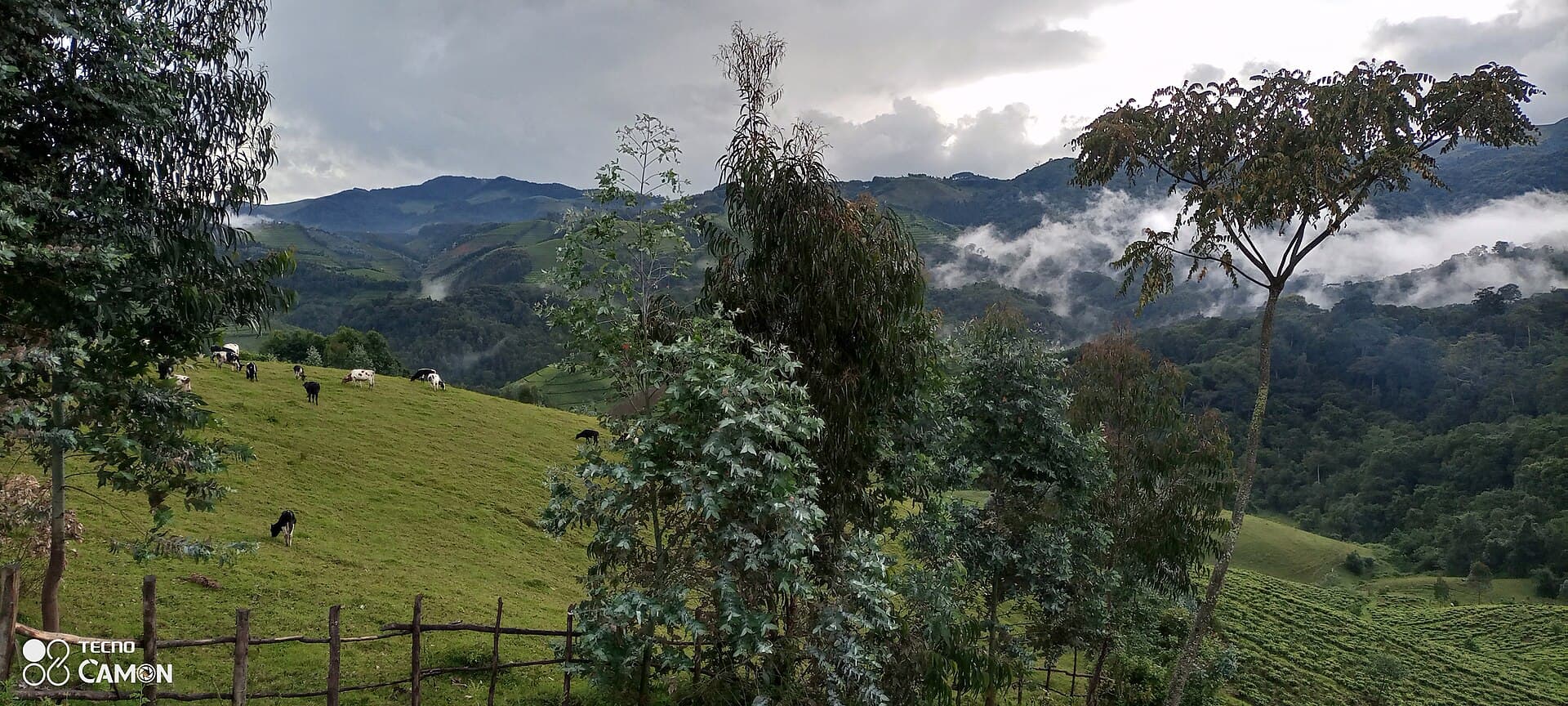 Forest interior of Gishwati-Mukura, Rwanda