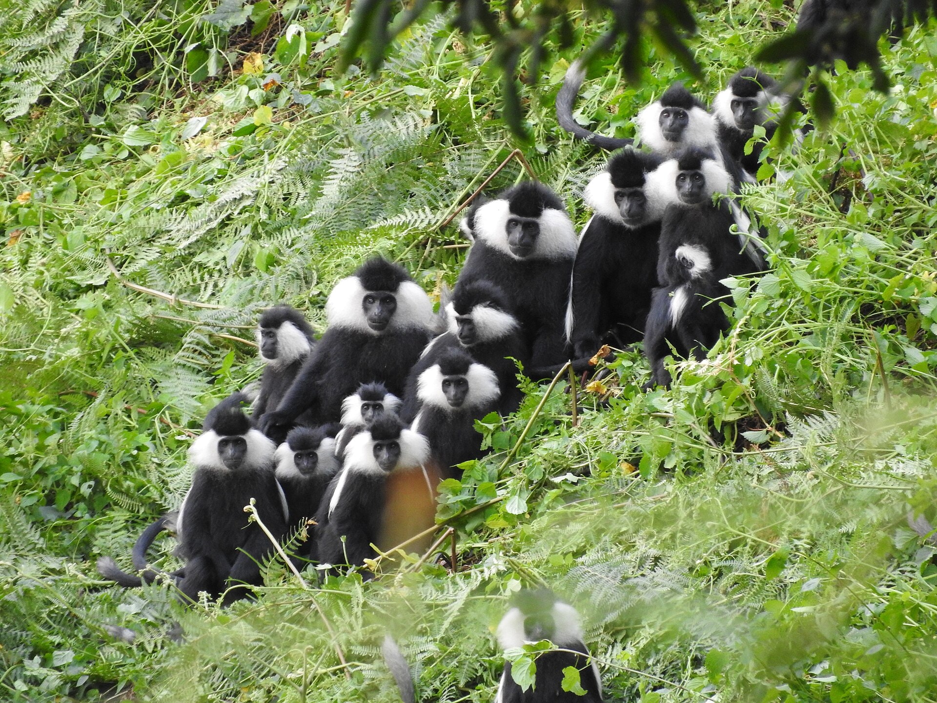 Angolan colobus in Nyungwe