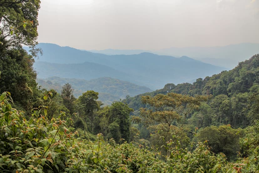 Nyungwe rainforest interior