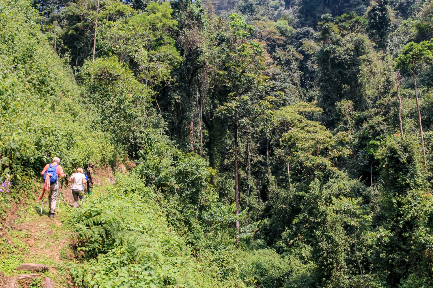 Hiking trail in Nyungwe Forest, Rwanda