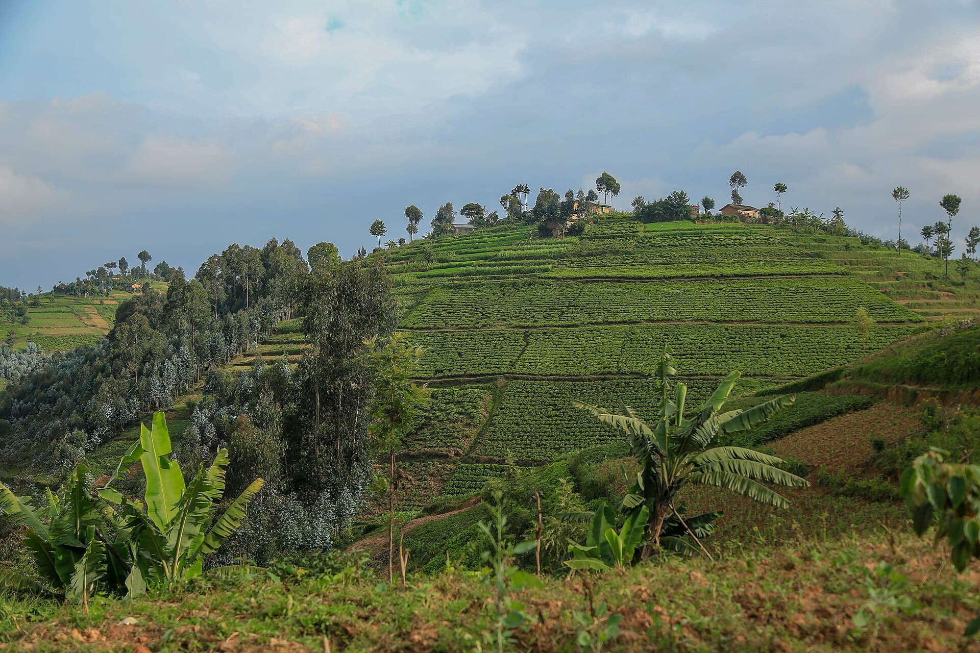 Terraced hills above Lake Kivu, Rwanda