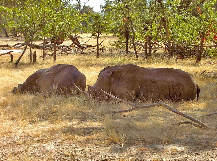 White rhino in Mosi-oa-Tunya National Park, Zambia