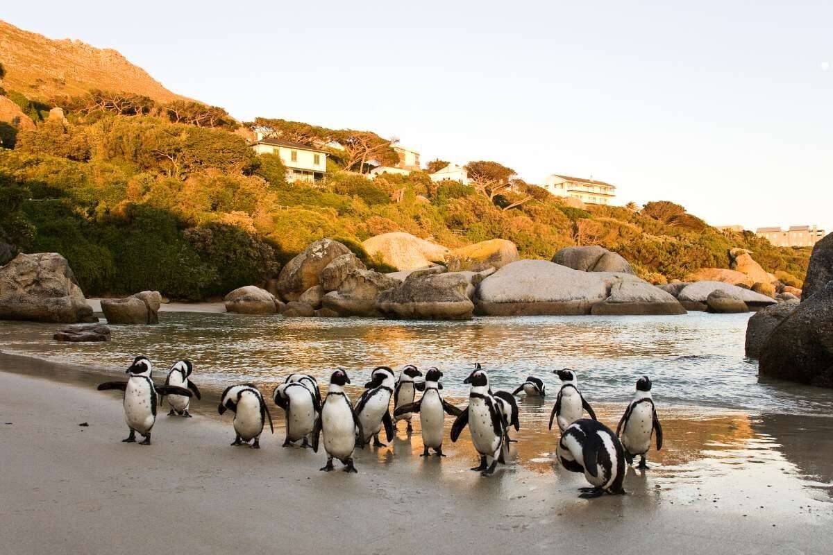 Cape of Good Hope, Penguins & Bo-Kaap Tour — Cape Peninsula