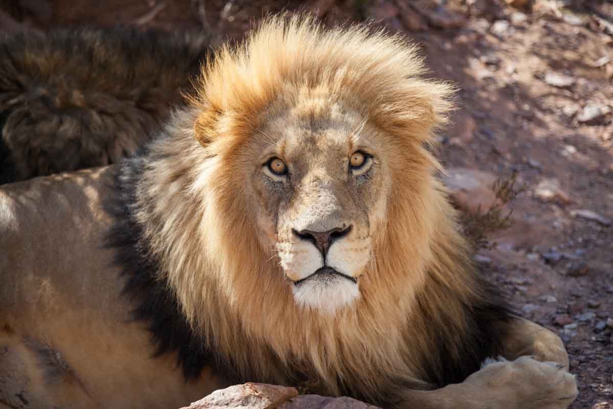 Aquila Big 5 Safari Day Trip from Cape Town — Western Cape