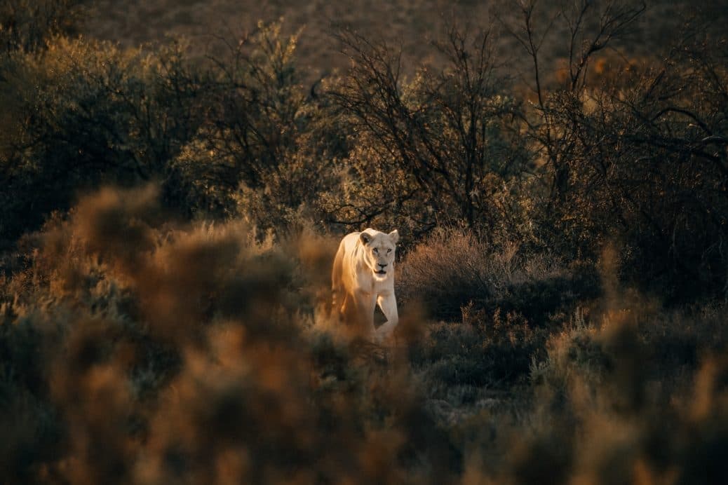 7-Day Ultimate Cape & Safari Combo — South Africa