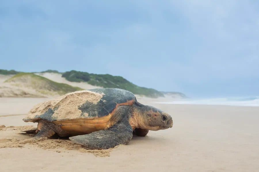 iSimangaliso Wetland Park & Turtle Tours in Durban & KwaZulu-Natal