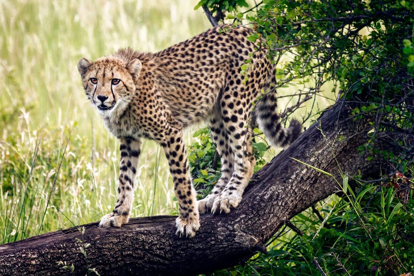 Phinda Private Game Reserve Safari in Durban & KwaZulu-Natal