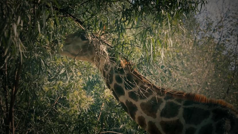 Guided walking safari at Kariega Game Reserve