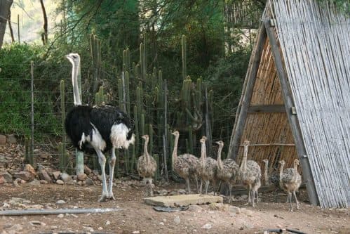 Cango Caves & Ostrich Farm Experience in Garden Route