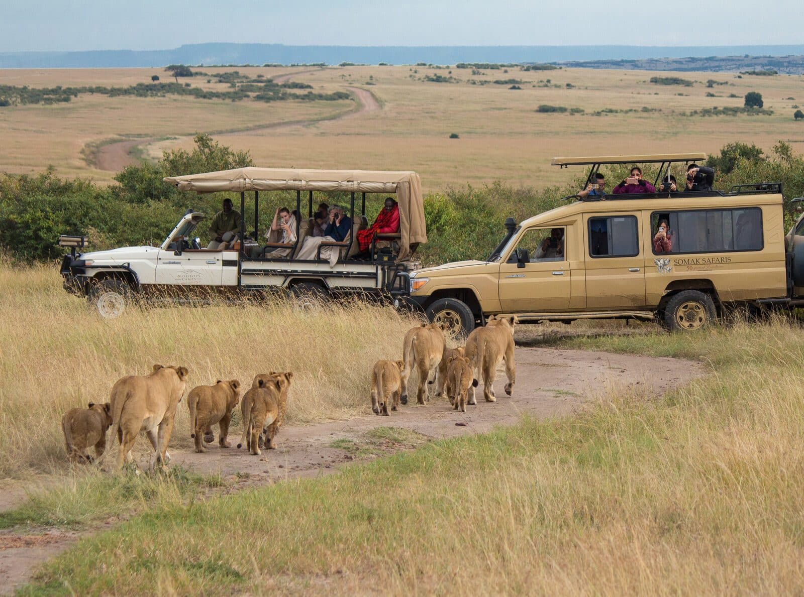 Lion pride beside a safari vehicle on a Masai Mara game drive, Kenya